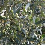 Prime olive da redoro, eccellenza veneta