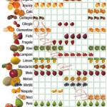 Stagionalità di frutta e verdura