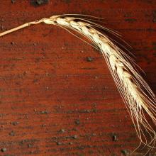 nazzareno strampelli, le sementi elette e il grano duro cappelli