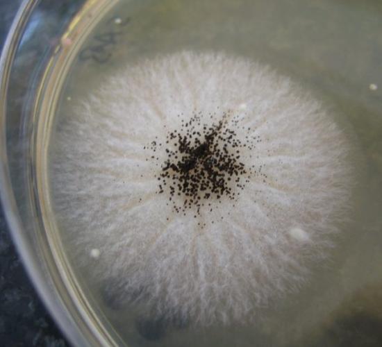 La muffa nella pasta madre – alterazioni microbiche e micotossine